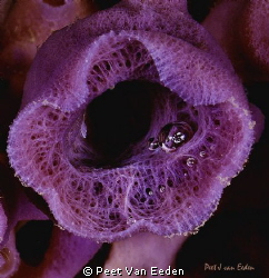 Purple turret- sponge with bubble reflection of diver, At... by Peet Van Eeden 